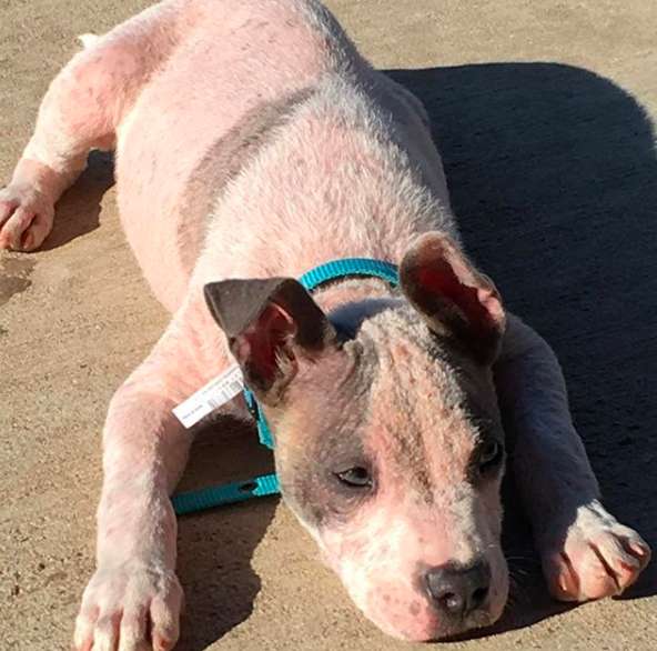 Illustration de l'article : Abandonné sur une route quasi déserte, ce chiot malade avait perdu tous ses poils